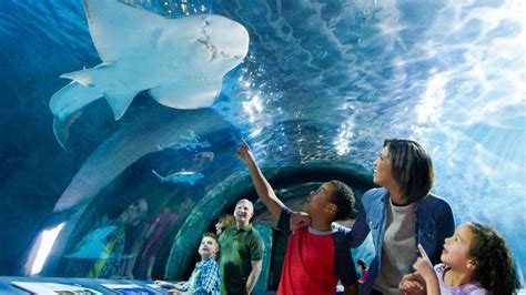 2. 15 Newport Aquarium Ebt Tickets: A Comprehensive Price Guide