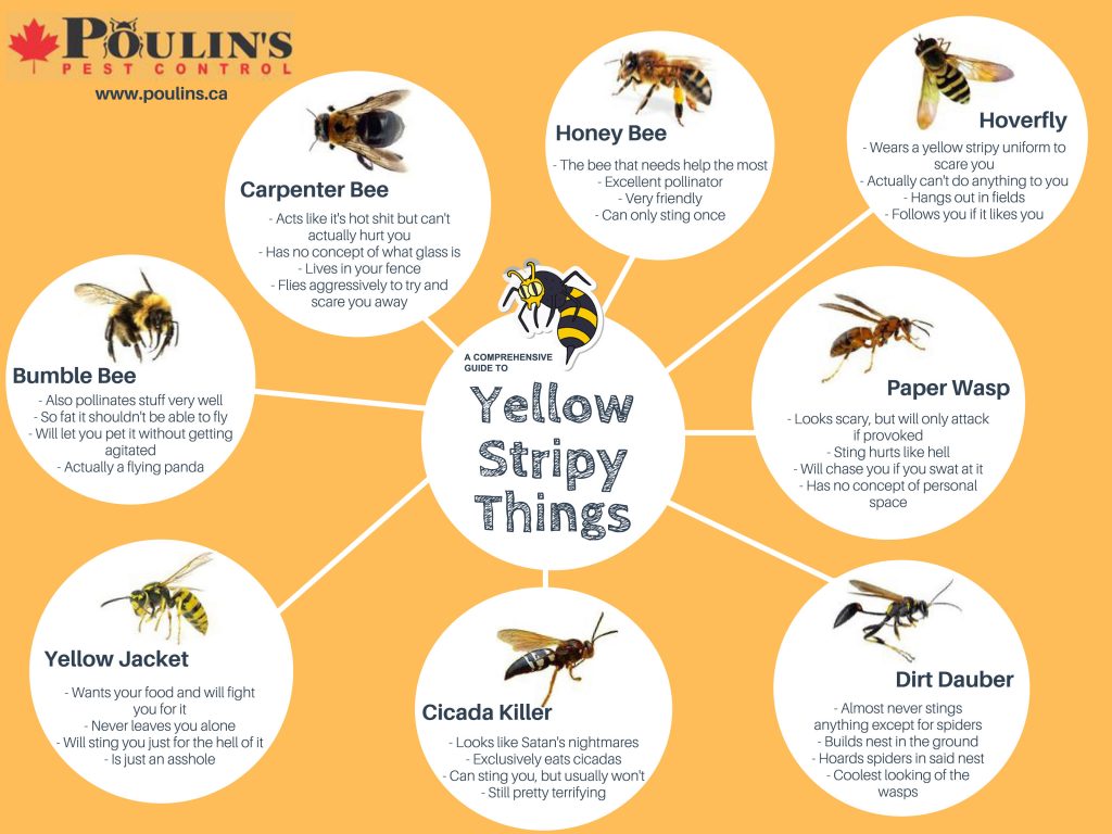 A Comprehensive Guide To Yellow Stripey Things