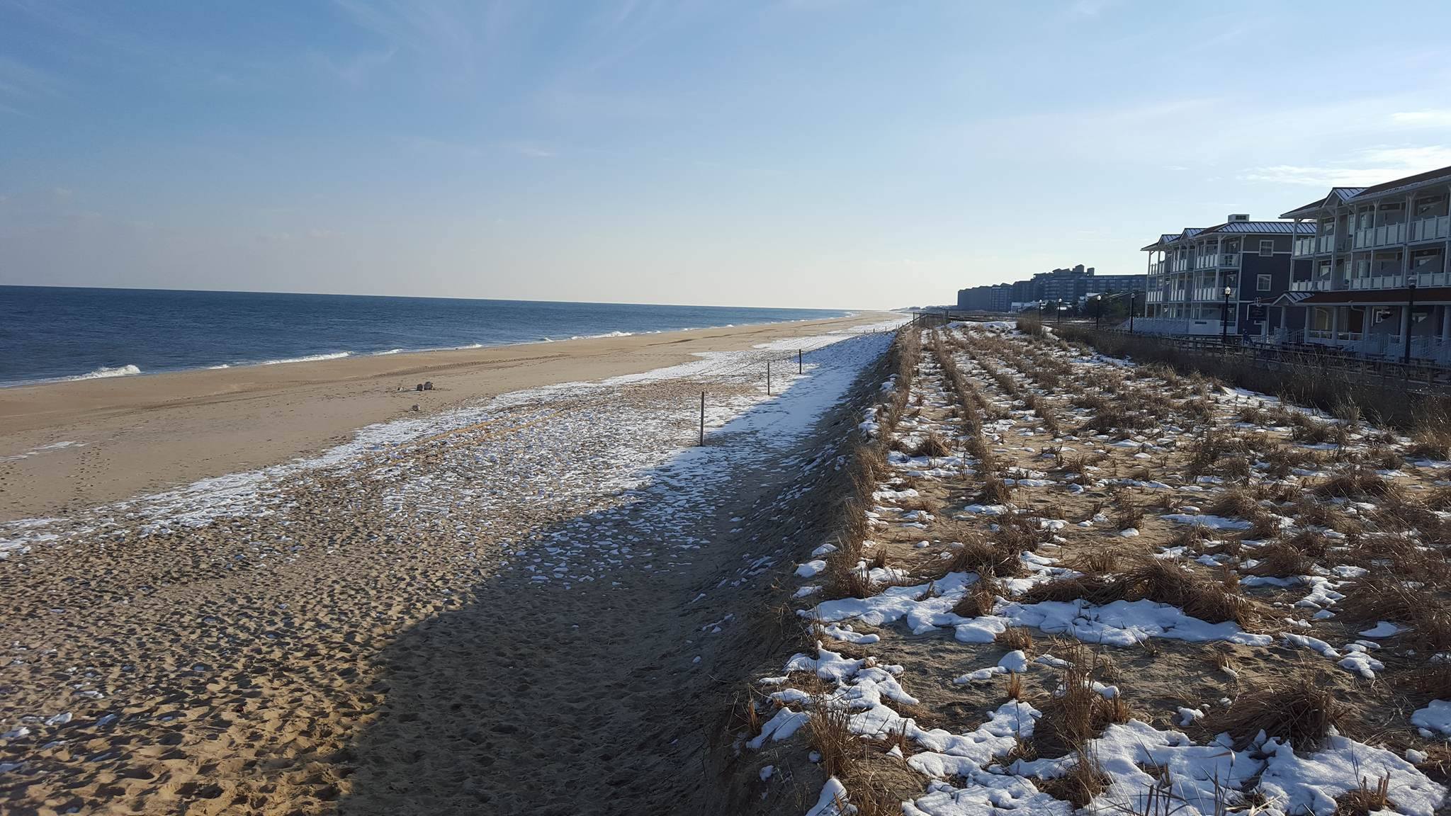 Are Dogs Allowed On Bethany Beach Delaware