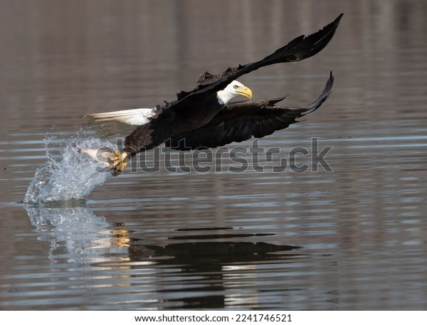 Bald Eagle Capturing Fish Flight Stock Photo 2241746521 Shutterstock