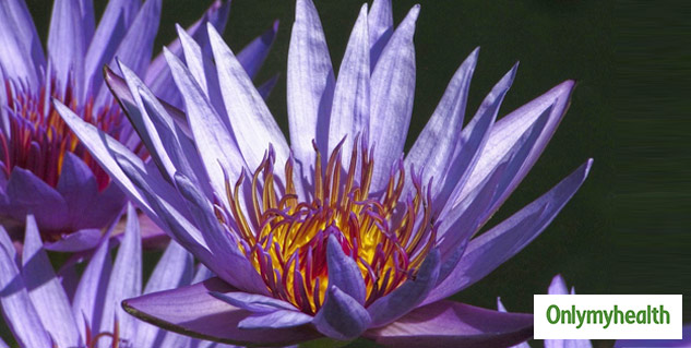 Blue Lotus Flower Medicinal Properties Here Are Some Downsides And