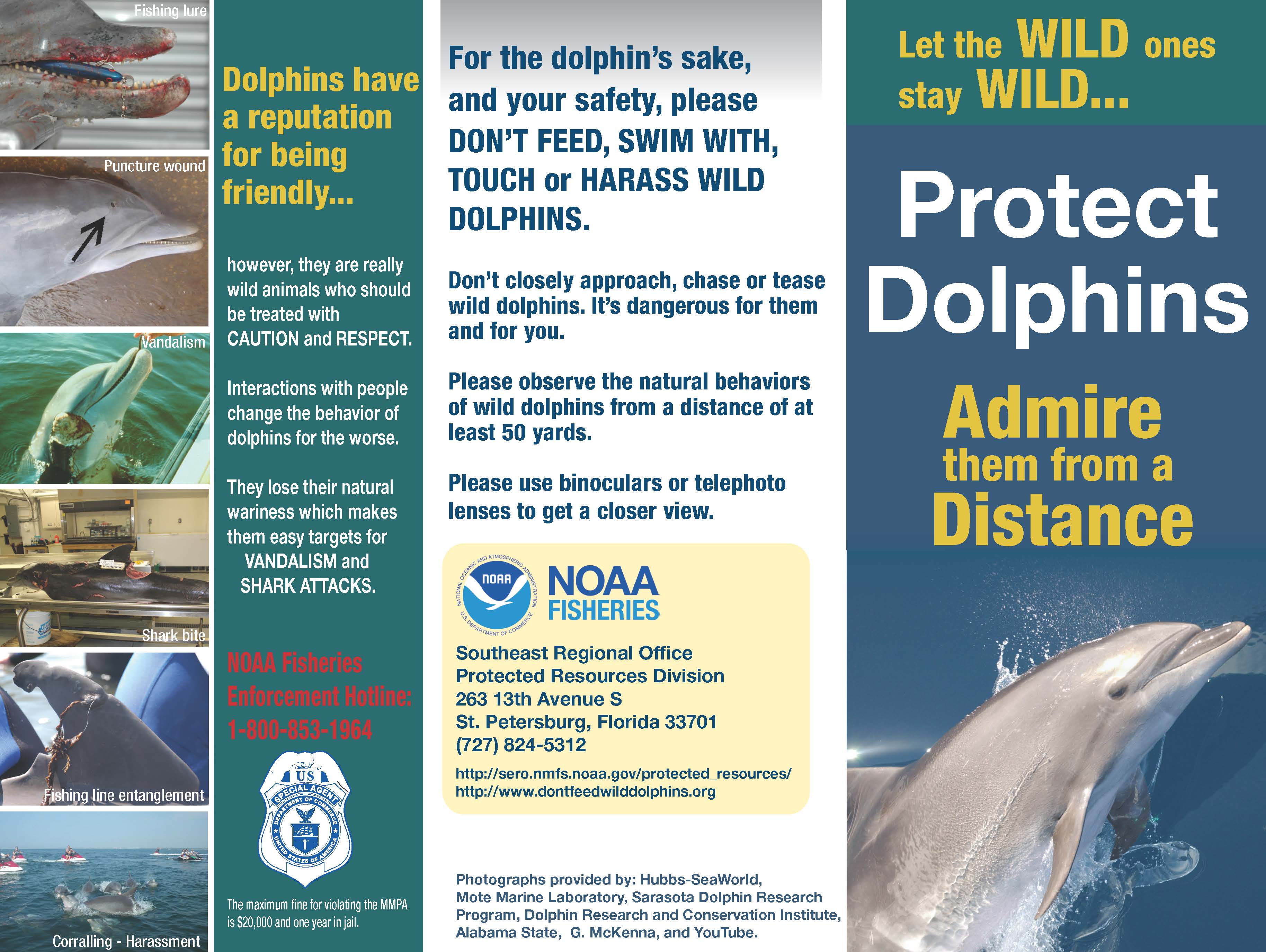 Brochures Don T Feed Wild Dolphins