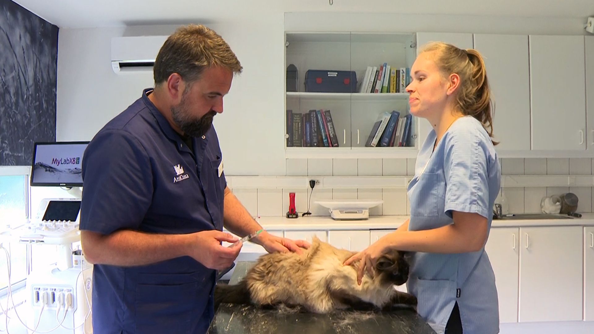 Cat Care 101 How Cats Cope With Illness Insights From Veterinarians