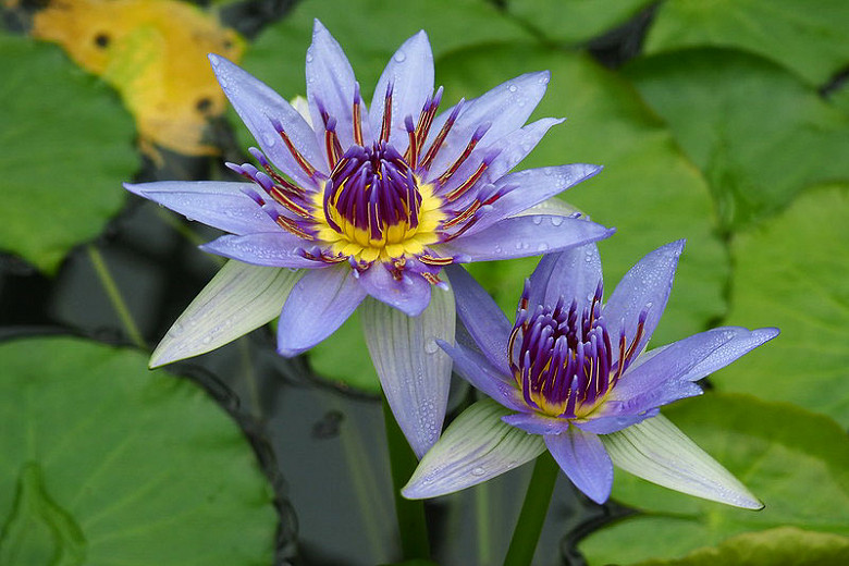 Does Blue Lotus Flower Get You High Best Flower Site