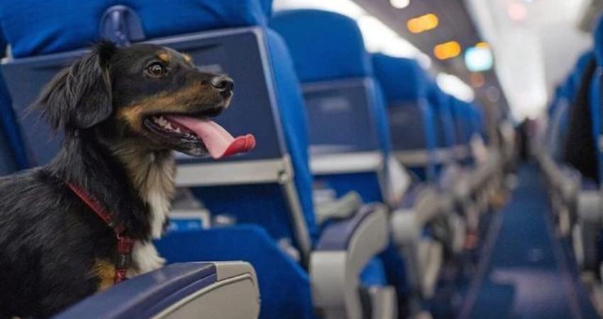 Lufthansa Pet Policy