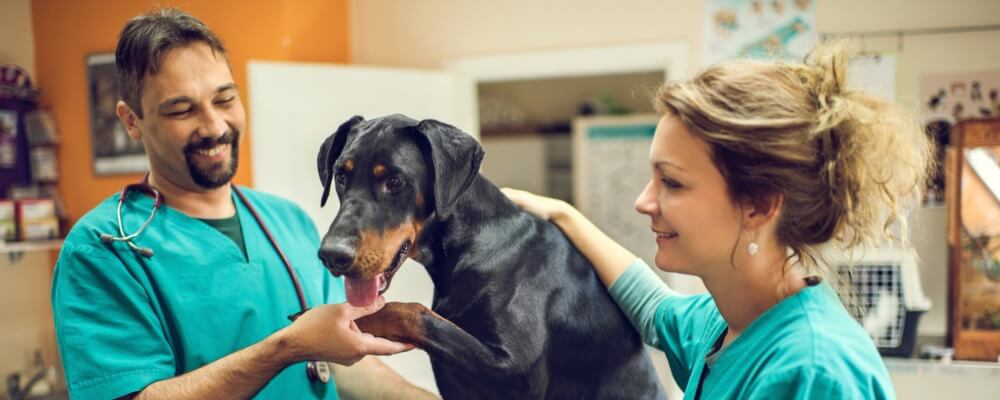 Maximizing Veterinary Productivity Unlock The Potential Of Your Dvms