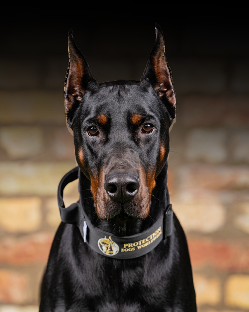 Protection Dogs Personal Amp Family Protection Dogs For Sale Uk