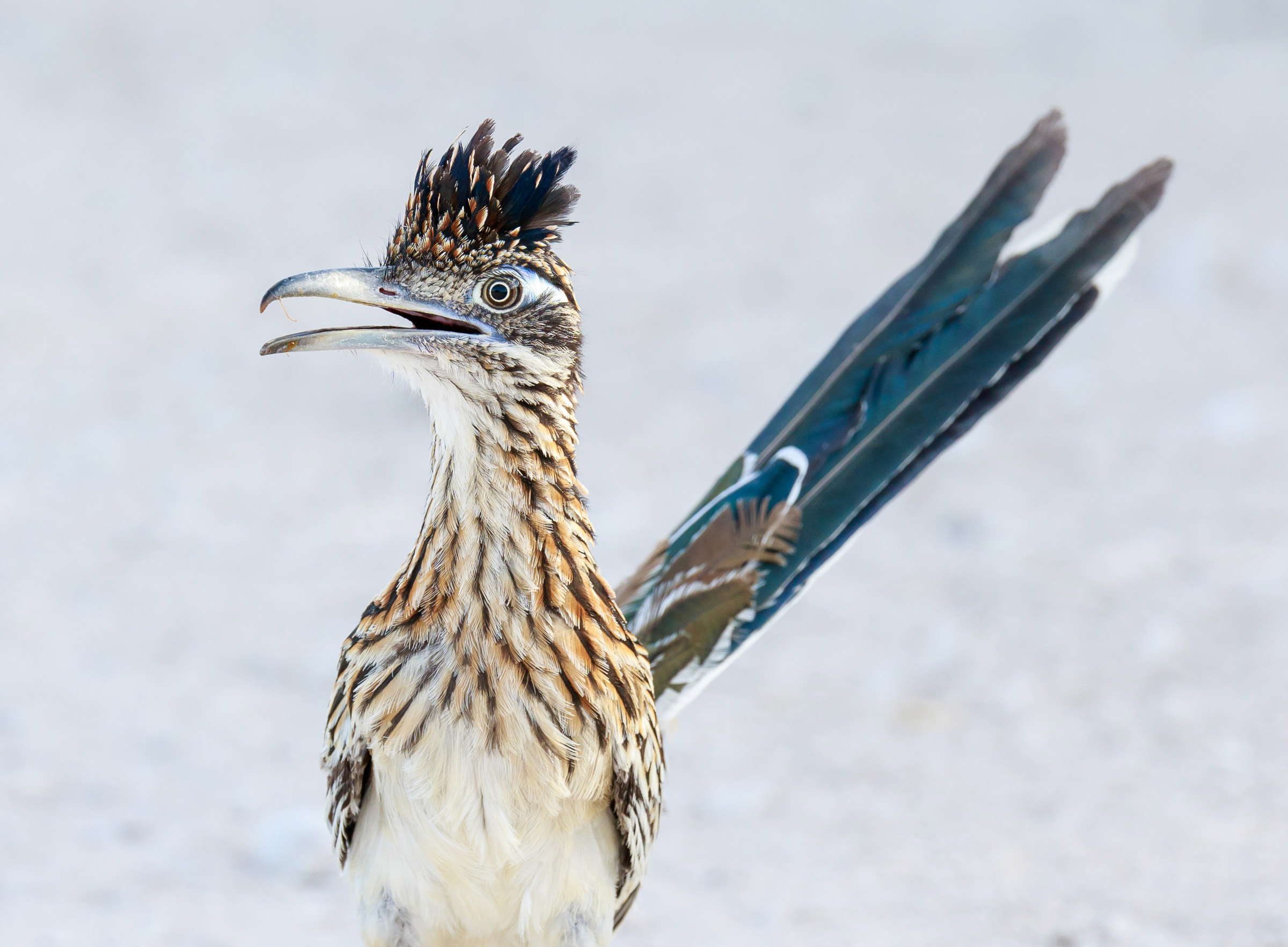 Rotc Future Roadrunner