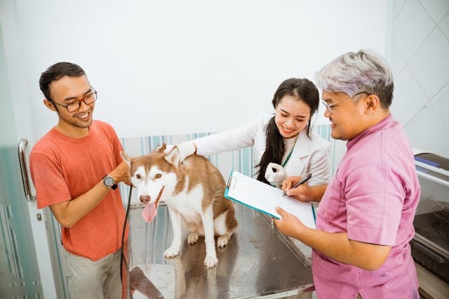 Veterinary Learning Unlocking The Secrets Of Animal Healthcare By