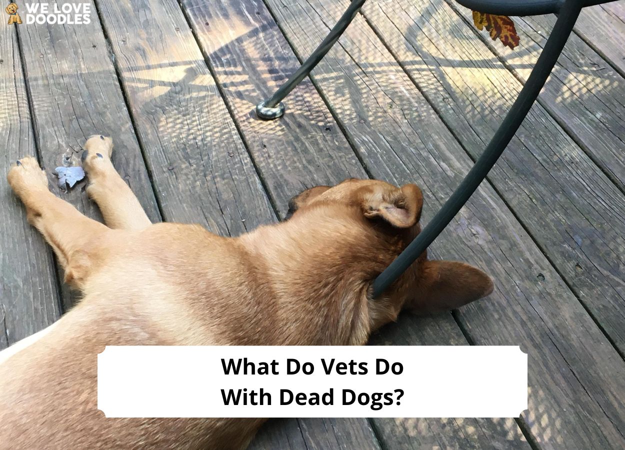 What Do Vets Do With Dead Dogs Step By Step 2024 We Love Doodles