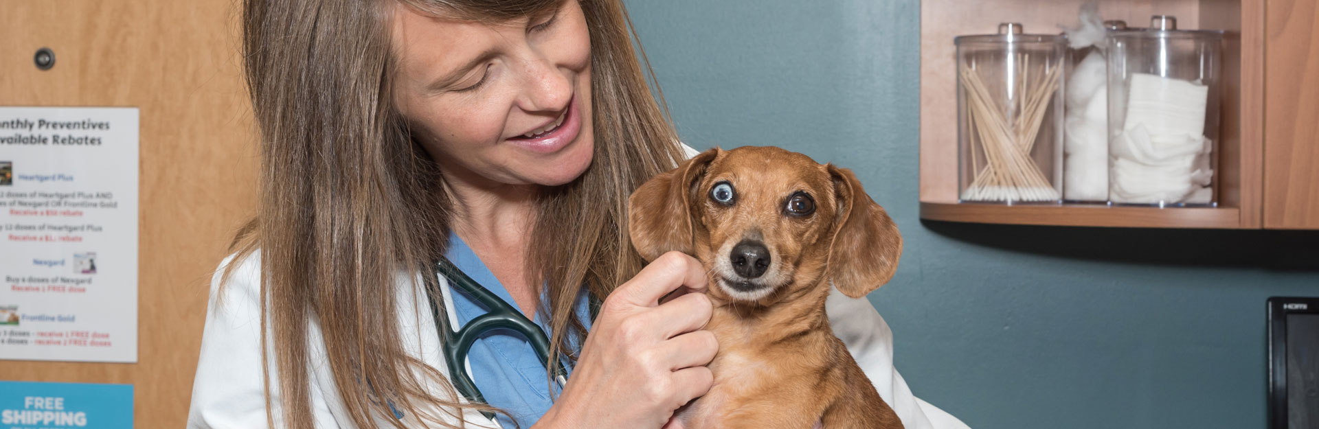 What Does A Veterinarian Do