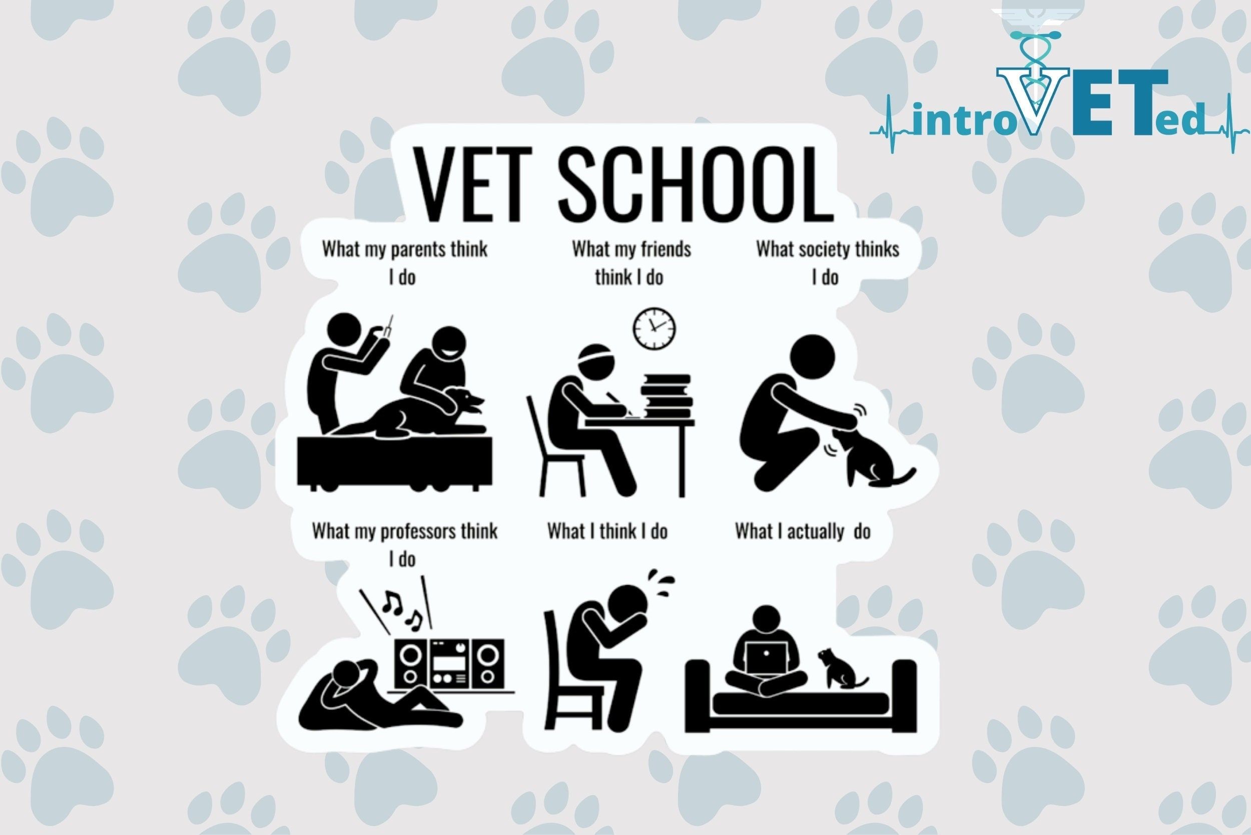 What Veterinarians Really Do Vet School Humor Vet School Veterinarian