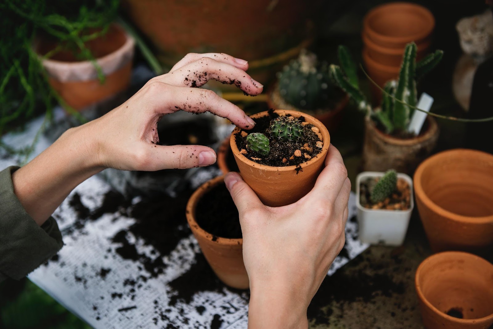 Your Guide To Becoming The Ultimate Plant Mom Her Campus